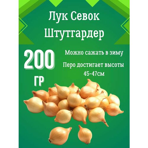 Лук севок Штутгартер Ризен 200гр. фотография