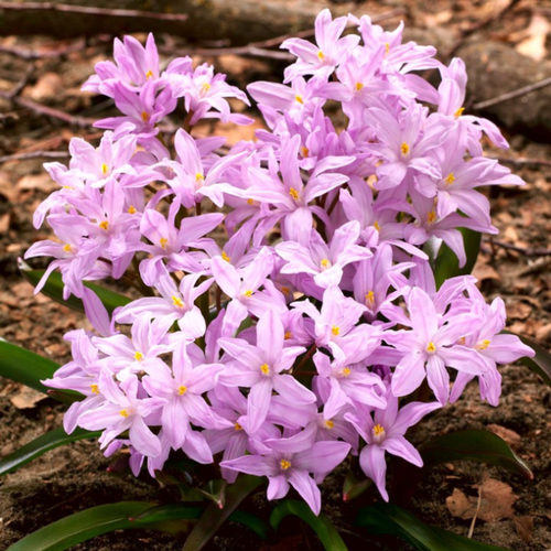 Хионодокса FORBESII ROSEA (10 луковиц) фотография