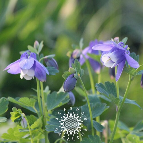 Семена Борец Северный - Борец высокий (лат. Aconitum septentrionale) 25шт фотография