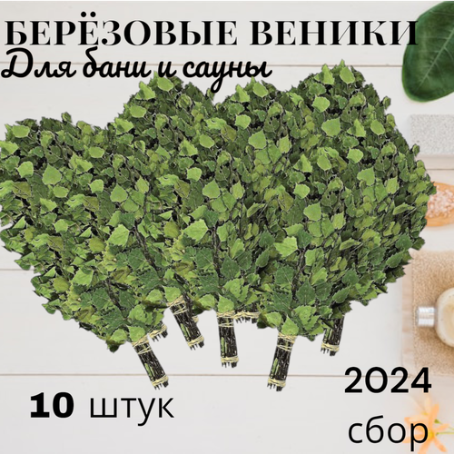 Набор березовых веников для бани и сауны, 10 штук, новый урожай, 2024 год фотография