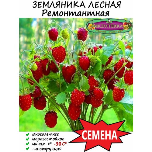 Семена Земляника Лесная 20 шт. фотография