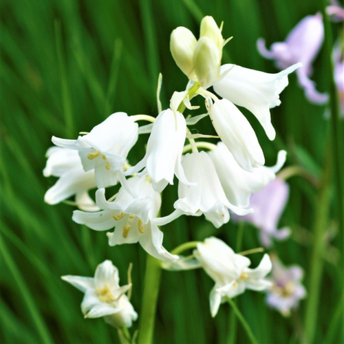 Луковицы цветов, сhipollino flowers, гиацинтоидес WHITE (10 луковиц) фотография