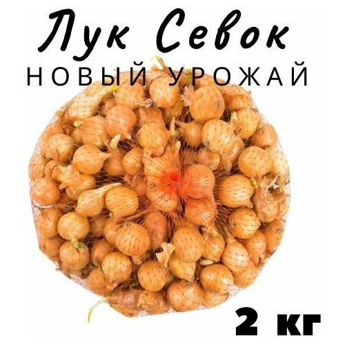 Лук Севок 2 кг фотография