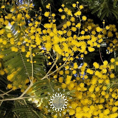 Семена Акация стойкая (лат. Acacia retinodes) 10шт от Green Legacy фотография