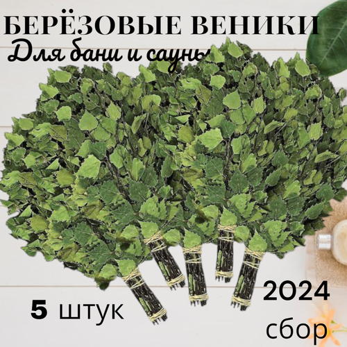 Набор веников для бани и сауны, березовые, 5 штук, новый урожай, 2024 год фотография