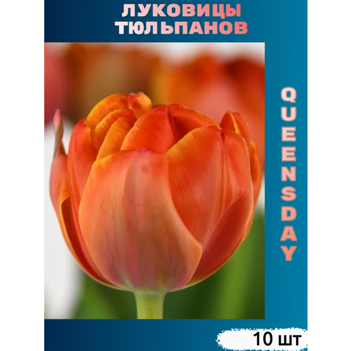 Луковицы тюльпана Queensday (10 шт) фотография