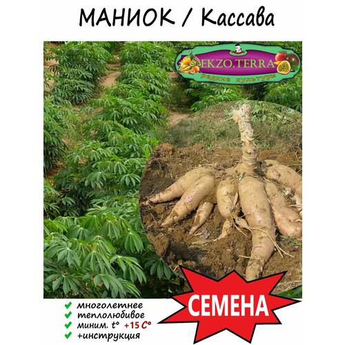 Семена Маниока (Кассава) 1 шт. фотография