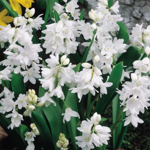 Луковицы цветов, сhipollino flowers, пушкиния LIBANOTICA ALBA (10 луковиц) фотография