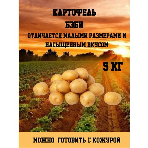 ОгородNIK Бэби-картофель, для жарки, варки, запекания, с тонкой кожурой, 5 кг фотография