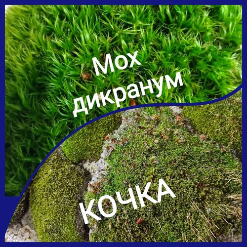 Два вида зелёного мха. Кочка + дикранум. Натуральный. Лесной. фотография