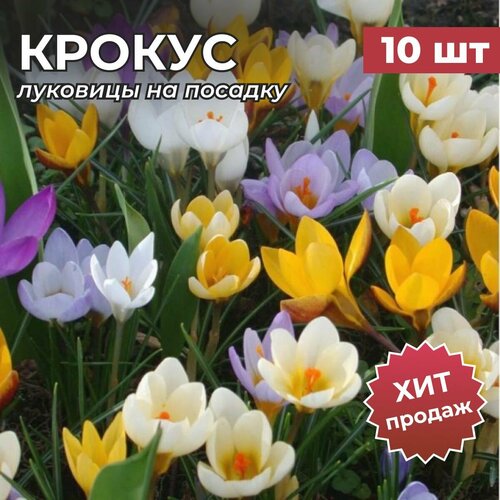 Луковицы крокуса на посадку 