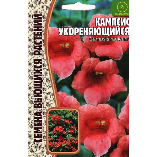 Кампсис укореняющийся CAMPSIS RADICANS , многолетник ( 1 уп : 20 семян ) фотография