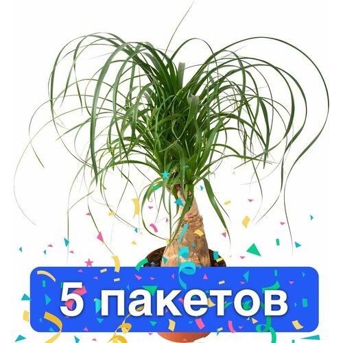 Цветы Бокарнея 5 пакетов фотография