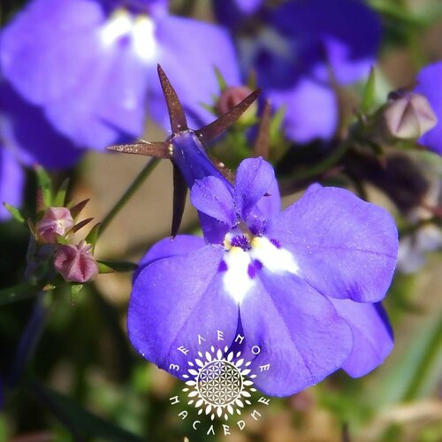 Семена Лобелия ежевидная - Лобелия синяя (лат. Lobelia erinus) 20шт фотография