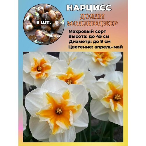 Нарцисс махровый, луковицы 3 штуки фотография