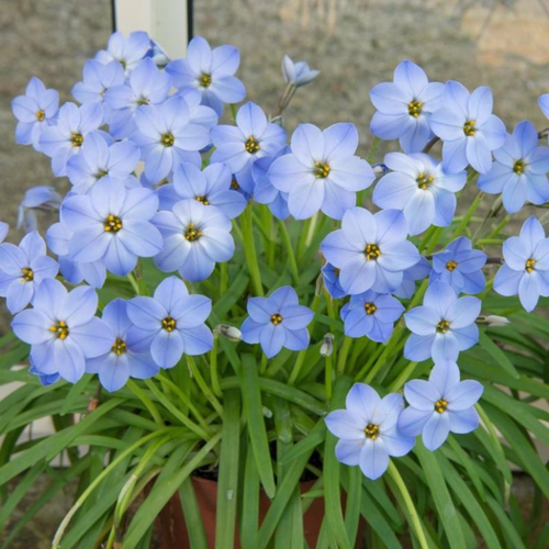 Луковицы цветов, сhipollino flowers, ифейон UNIFORUM ROLF FIEDLER (10 луковиц) фотография