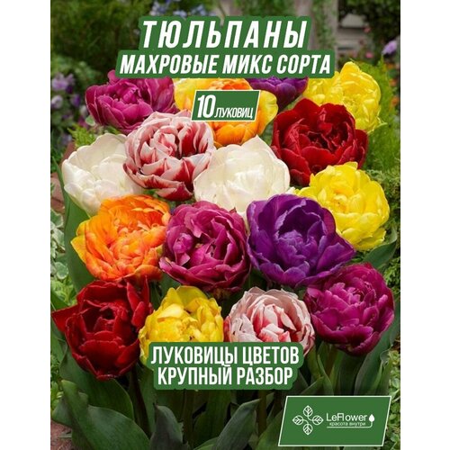 Луковичные цветы тюльпан крупные махровые, 10шт (LeFlower) фотография