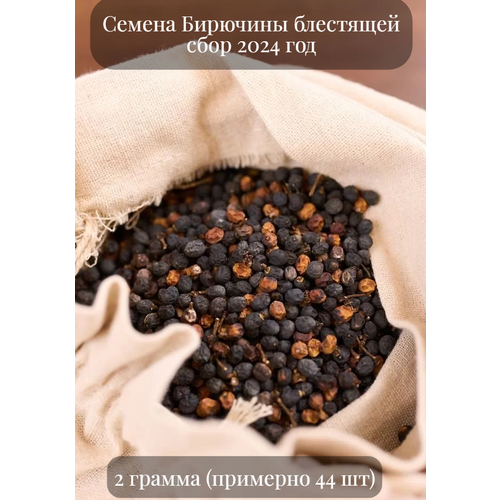 Семена Бирючины блестящей, подходит для живой изгороди, 2 грамма (примерно 44 шт) фотография