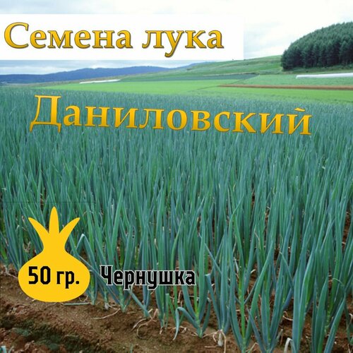 Семена лука чернушка Даниловский,50гр фотография