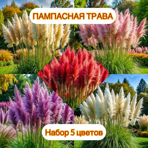 Пампасная трава набор 5 цветов по 50 шт семян SVN seeds, сертифицированные семена фотография