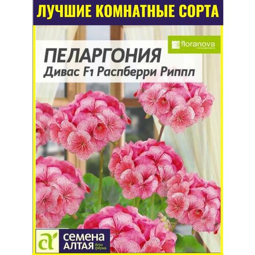 Семена комнатной пеларгонии Дивас F1 Распберри Риппл - 4 шт. Многолетний зональный гибрид от Floranova фотография