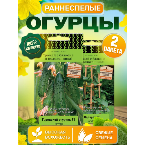 Поиск / Набор семян балконный рай: огурец, выращивание дома, в контейнере, на подоконнике, 2 сорта фотография