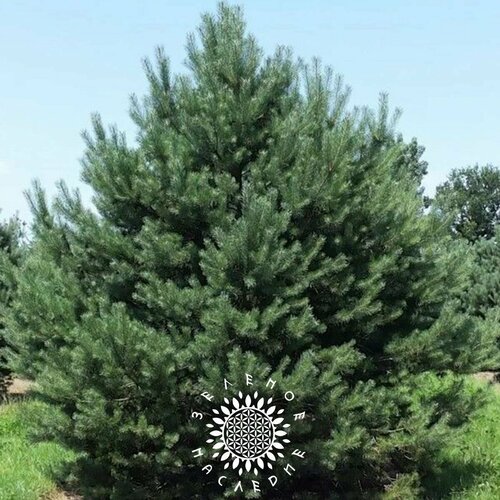 Семена Сосна обыкновенная (лат. Pinus sylvestris) 50шт от Green Legacy фотография