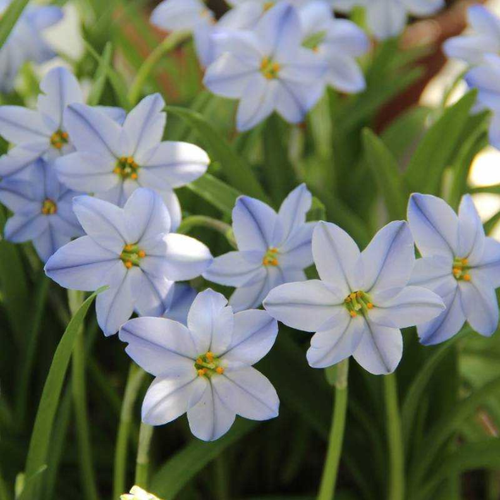 Ipheion Uniflorum Rolf(10 луковиц) фотография