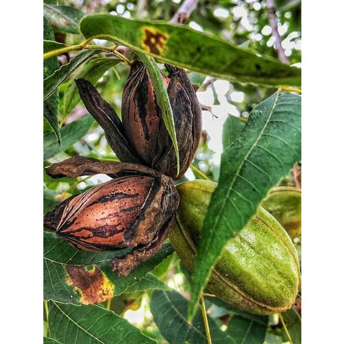 Семена Кария пекан (Carya illinoinensis), 5 штук фотография