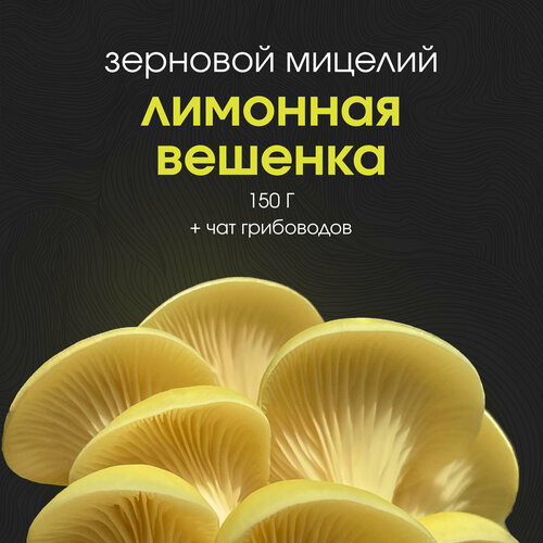 Мицелий грибов вешенки лимонной 