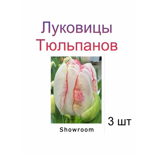 Луковицы Тюльпана Showroom ( 3 шт) фотография