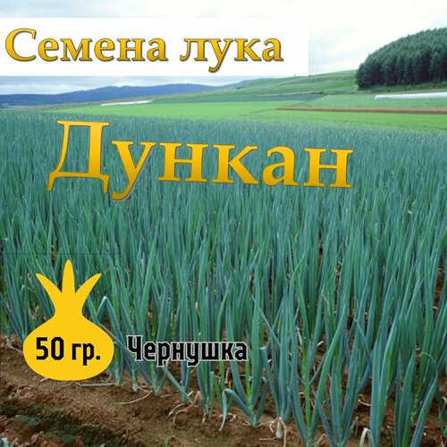 Семена лука чернушка Дункан,50гр фотография