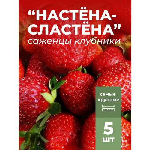 Клубника фриго крупноплодная Настёна Сластёна, саженцы/корневище клубники 5 шт фотография