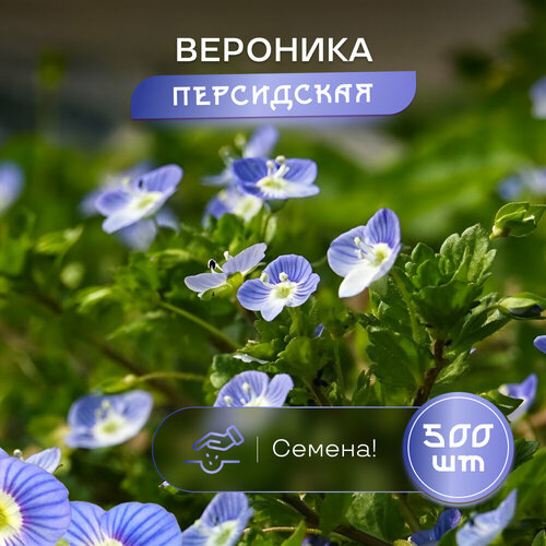 Вероника Персидская Птичий глаз, SVN seeds, семена 500 шт, польза и красота фотография