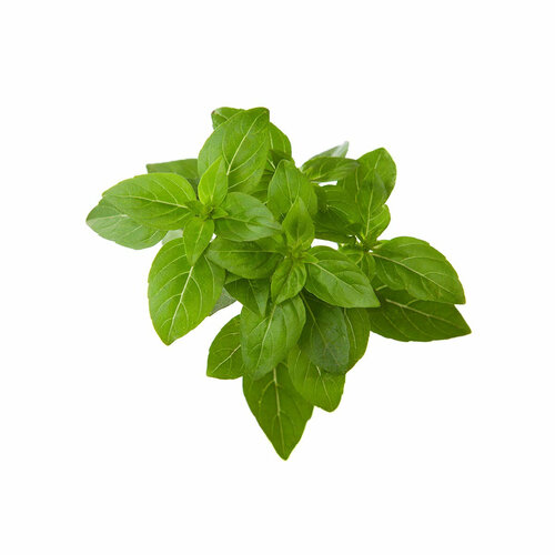 Click And Grow Комплект картриджей Click And Grow Dwarf Basil Plant Pods 3 шт. для умного сада Click And Grow карликовый базилик фотография