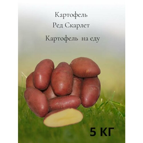 Картофель на еду Ред Скарлет, 5 кг фотография