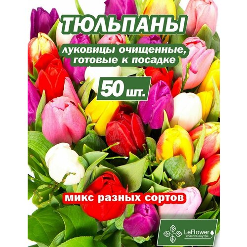 Тюльпан Луковица, Микс сортов, 50шт (LeFlower) фотография