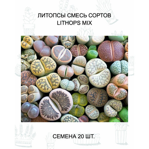 Литопсы MIX Семена 20 шт. фотография