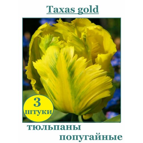 Луковицы Тюльпан попугайный Texas Gold 3 штуки фотография