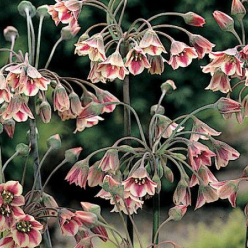 Луковицы Аллиум NECTAROSCORDUM SICULUM ( 5 шт) фотография