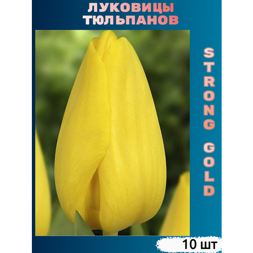 Луковицы тюльпана Strong Gold ( 10 шт) фотография