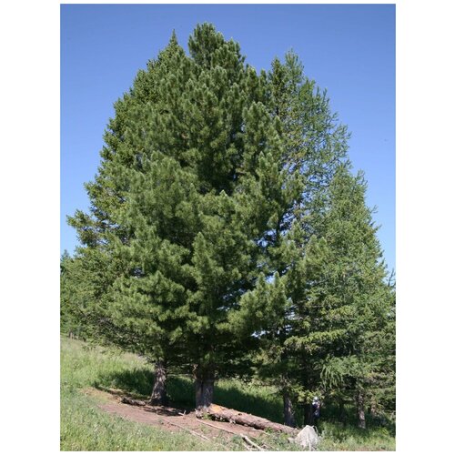 Семена Кедр сибирский (Pinus sibirica), 30 штук фотография