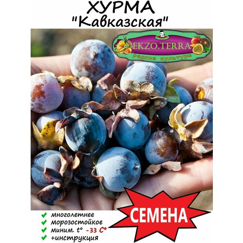 Семена Хурма Кавказская 3 шт. фотография