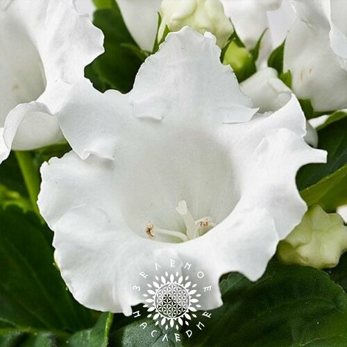 Семена Глоксиния Аванти белая (лат. Gloxinia Avanti alba) 20 шт от Green Legacy фотография