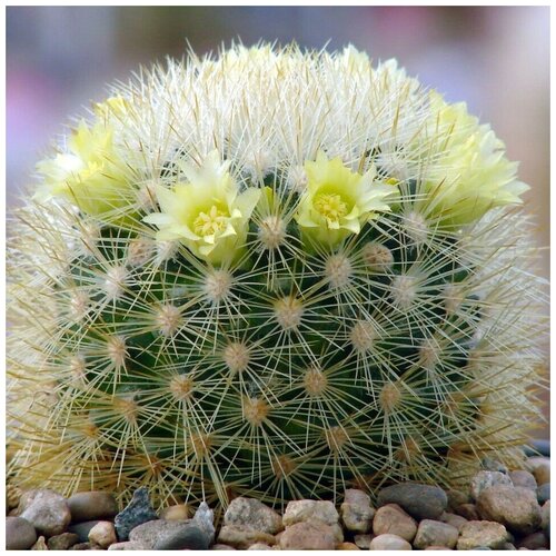 Семена Орешка Суккулент Кактус Mammillaria densispina Rog-490 10 шт. фотография