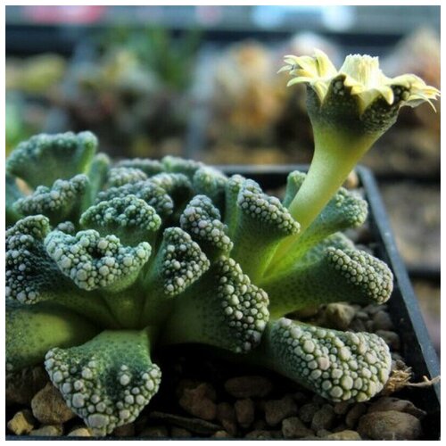 Семена Орешка Суккулент Titanopsis calcarea 10 шт. фотография