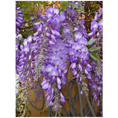 Семена Глициния китайская (Wisteria sinensis), 5 штук фотография