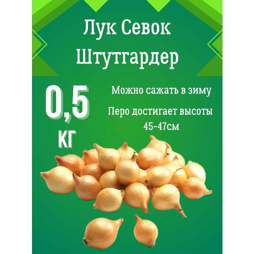 Лук севок Штутгартер Ризен 0.5 кг фотография