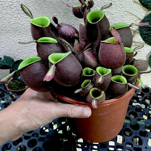 Непентес Ампулярия, Nepenthes Аmpullaria, насекомоядное растение, семена фотография