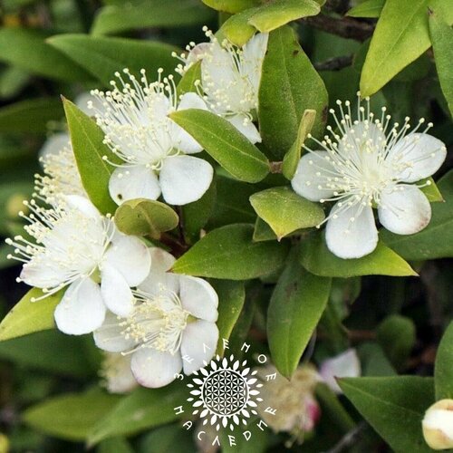 Семена Мирт обыкновенный (лат. Myrtus communis) 15шт или 2 ягоды фотография